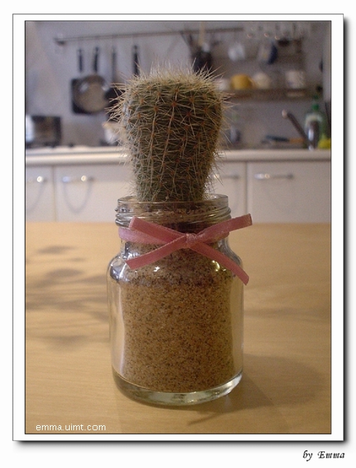 雞精瓶仙人掌小盆栽