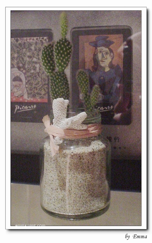 雞精瓶仙人掌小盆栽