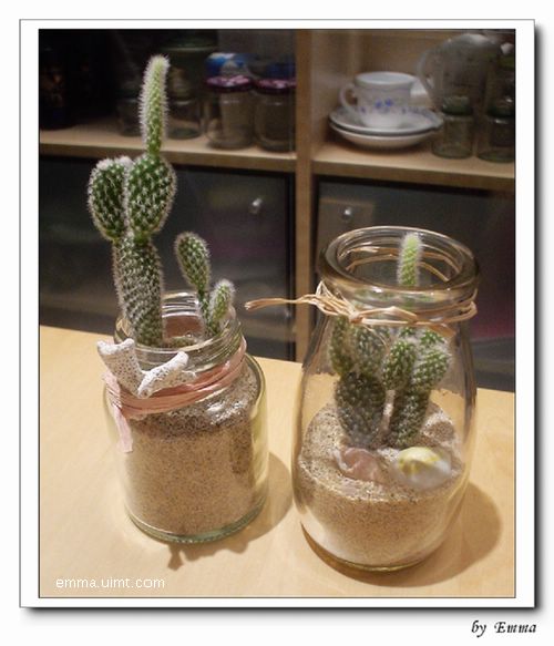 仙人掌小盆栽
