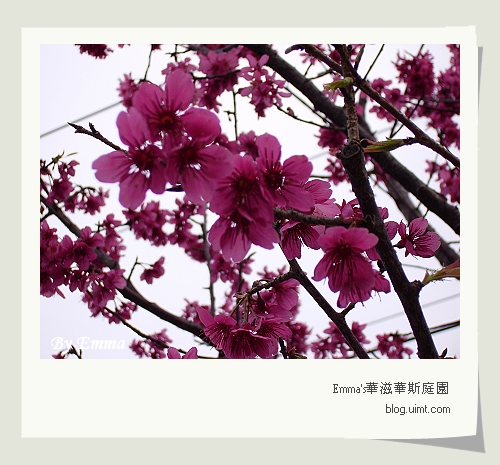 龍潭(原)石管局