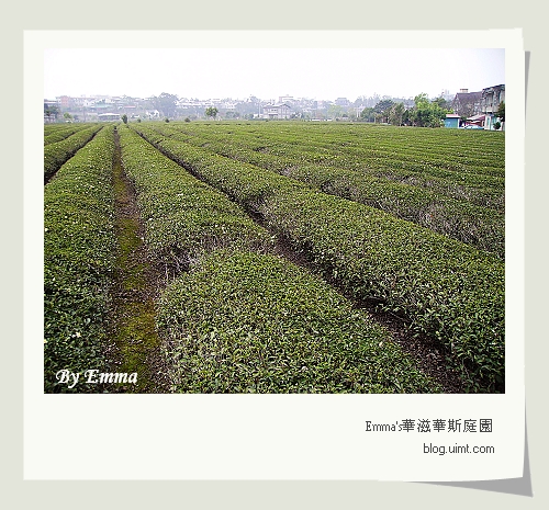 龍潭(原)石管局