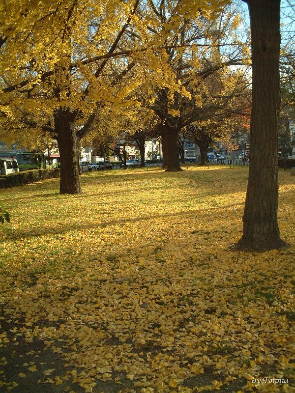 京都東本院寺前銀杏