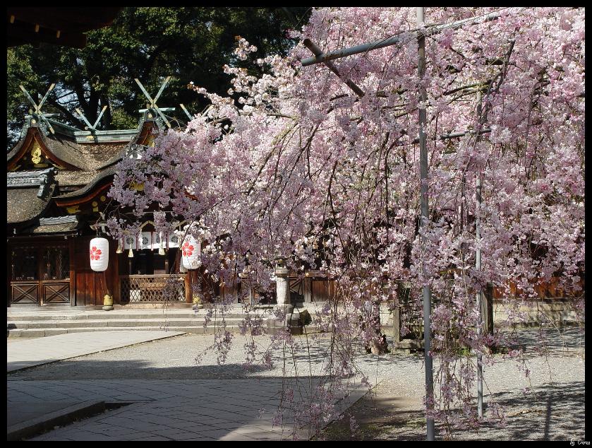 平野神社