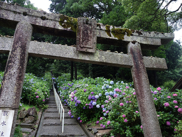 日本旅遊 岡山近郊紫陽花名所 吉備津神社 1500株滿山遍野紫陽花海 Emma S華滋華斯庭園